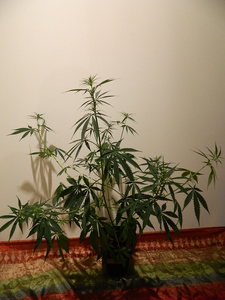 DSCN4178.JPG