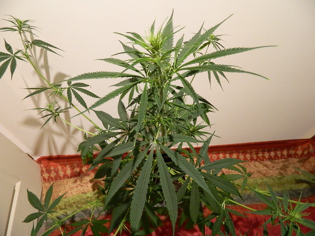 DSCN4181.JPG
