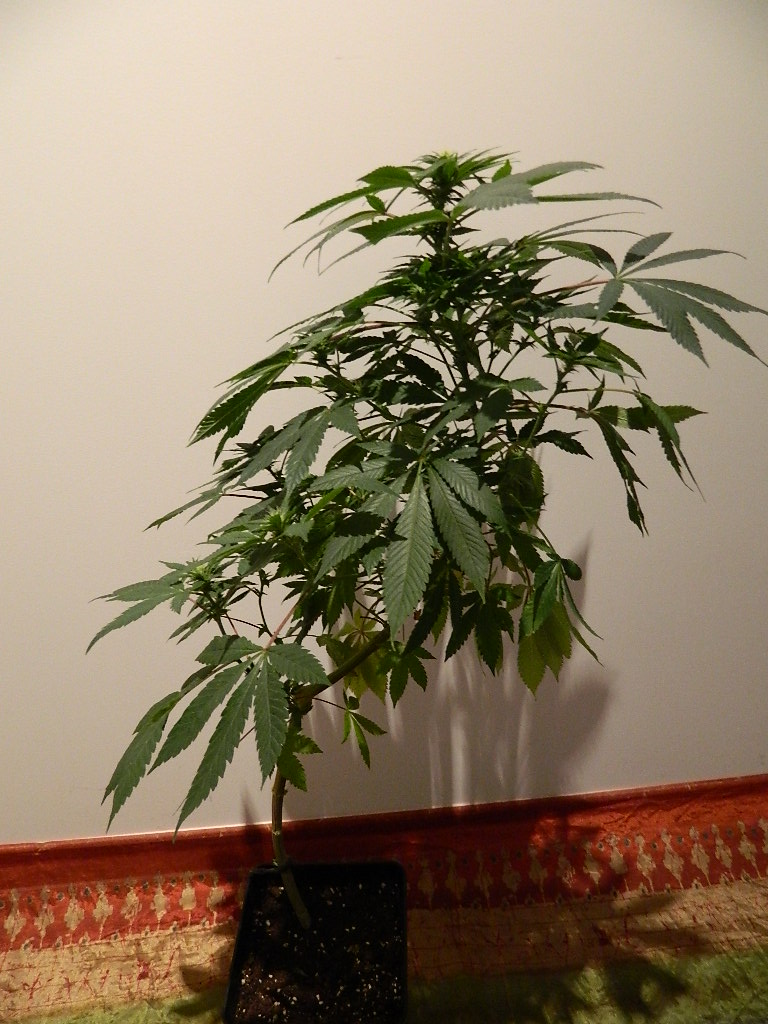 DSCN4187.JPG