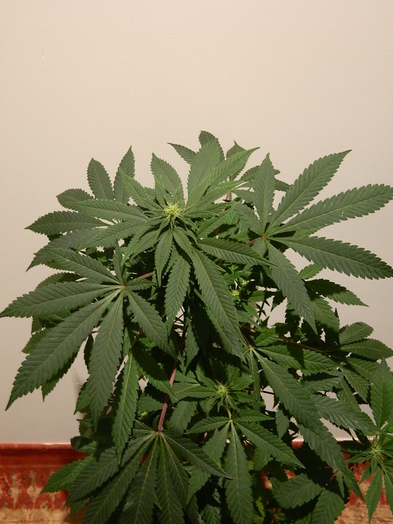 DSCN4189.JPG