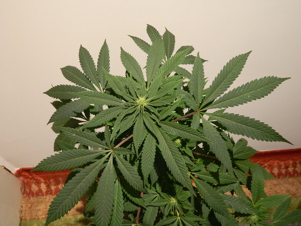 DSCN4190.JPG