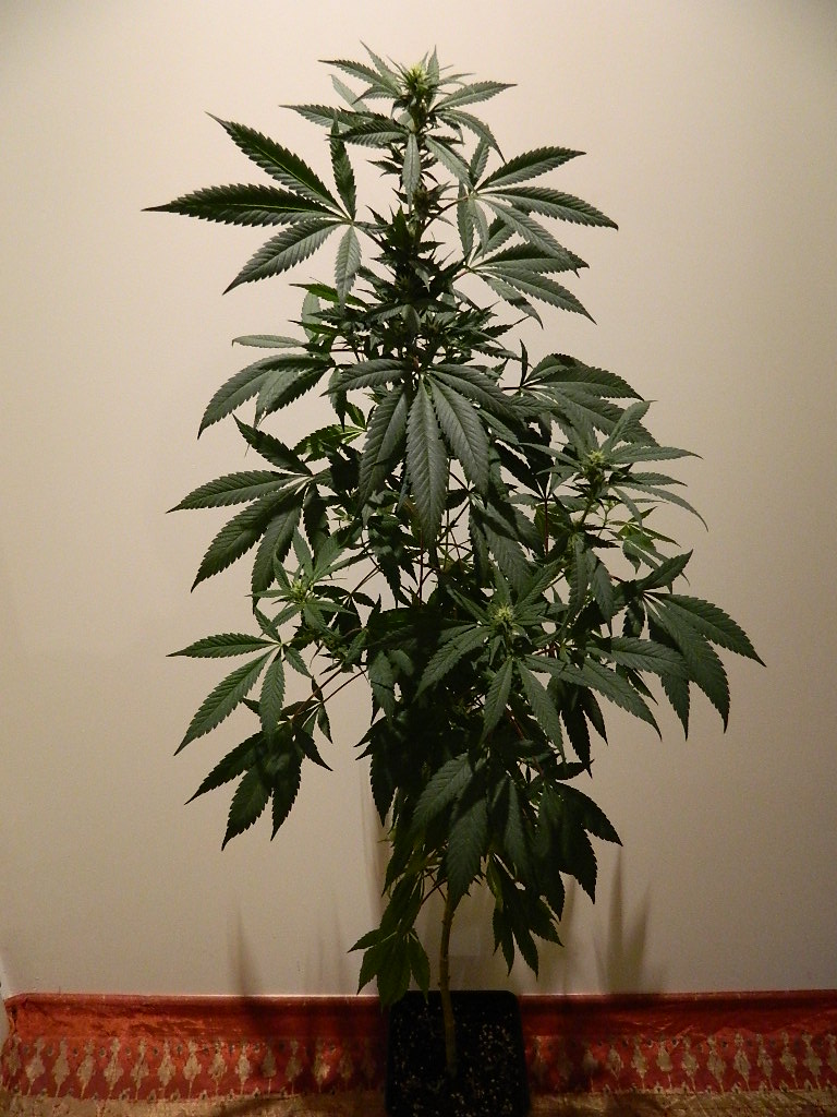 DSCN4192.JPG