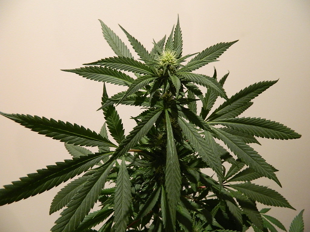 DSCN4193.JPG