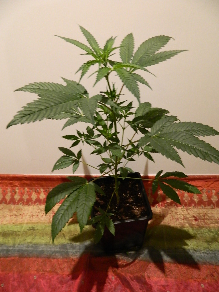 DSCN4197.JPG