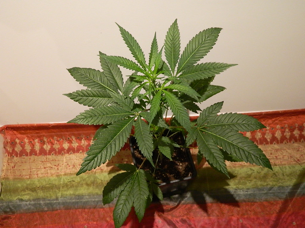 DSCN4198.JPG