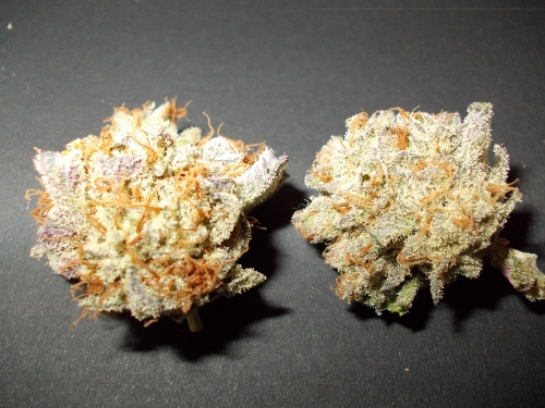 DSCN2079 - Copie (500x375).jpg