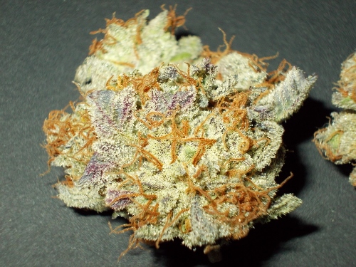 DSCN2085 - Copie (500x375).jpg