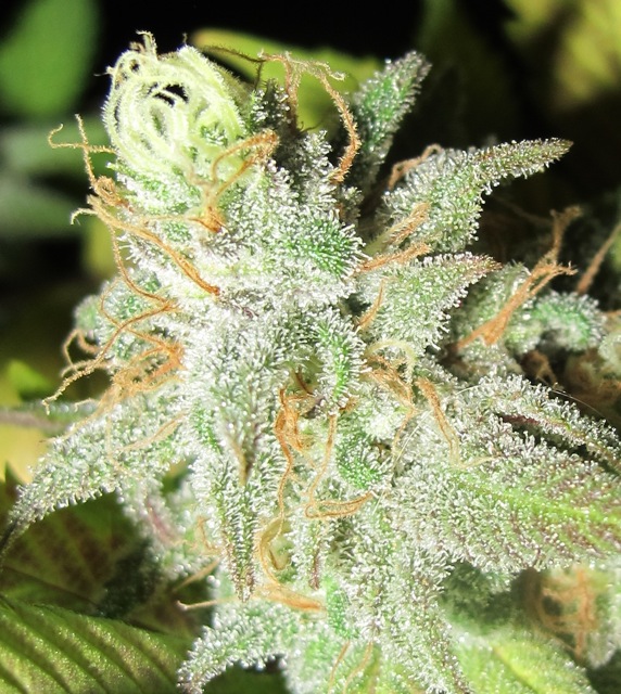 Ultra-Grapefruit-May-1.jpg