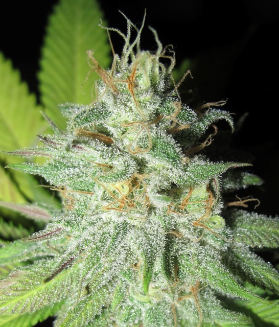 UltraGrapefruit-May-2.jpg