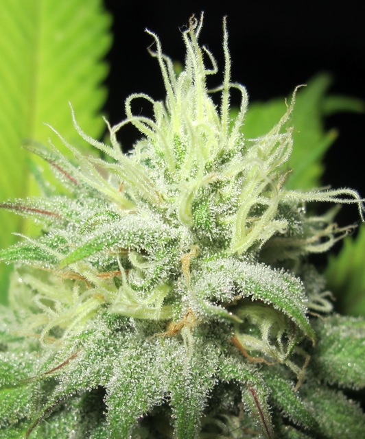 Ultra-Grapefruit-May-4.jpg