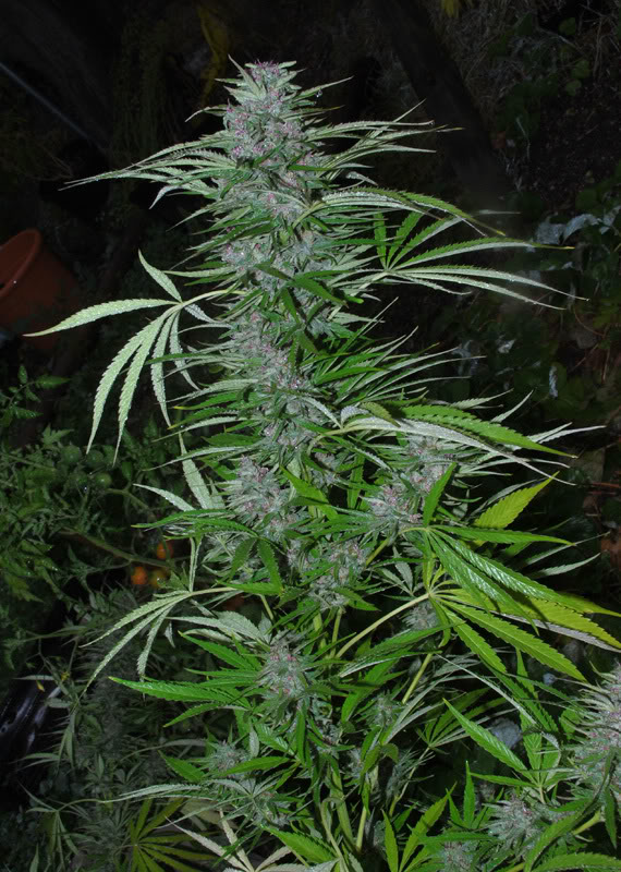 PanamaRDSCN0331016copia.jpg
