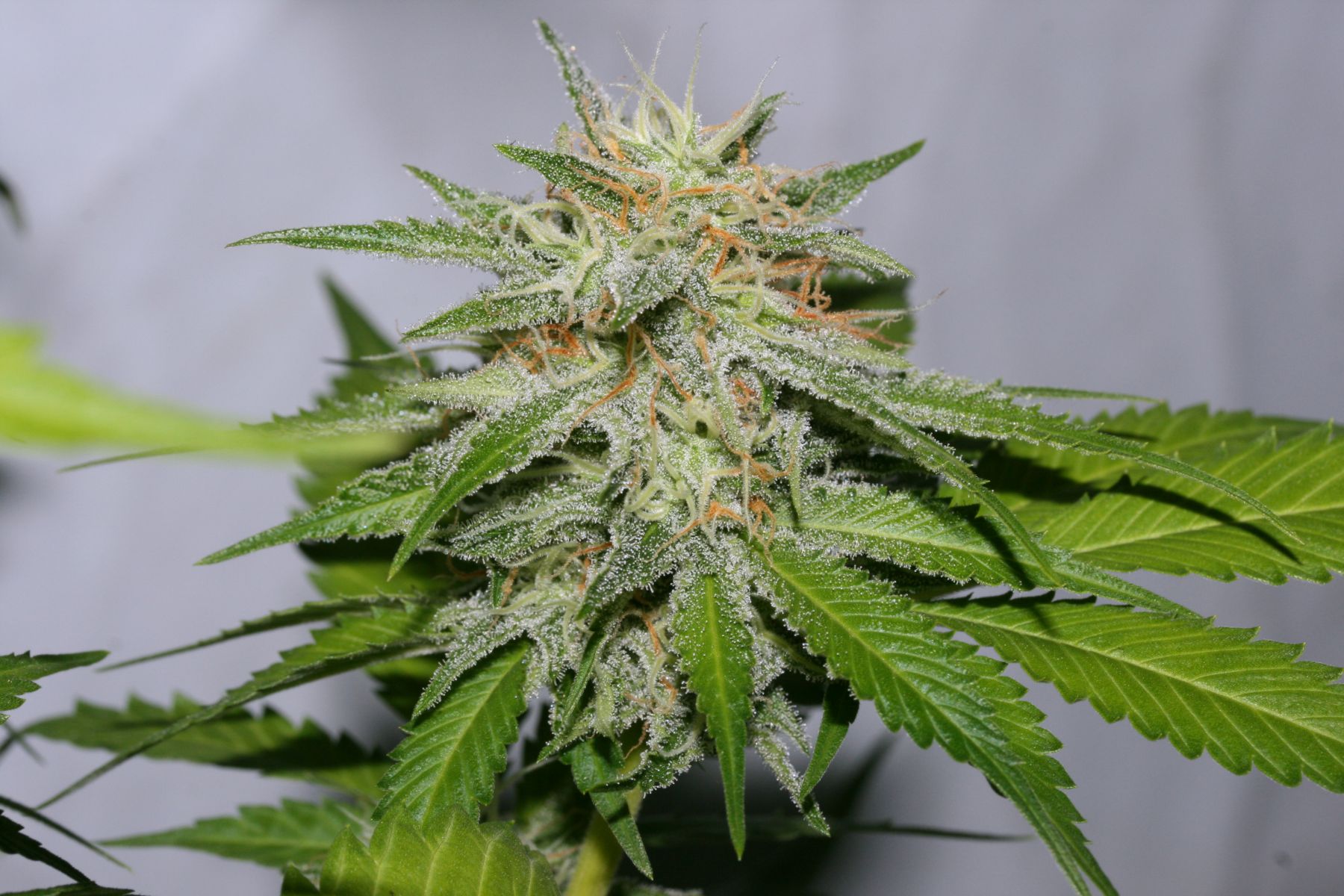 Victory Kush (1) pequeña.jpg