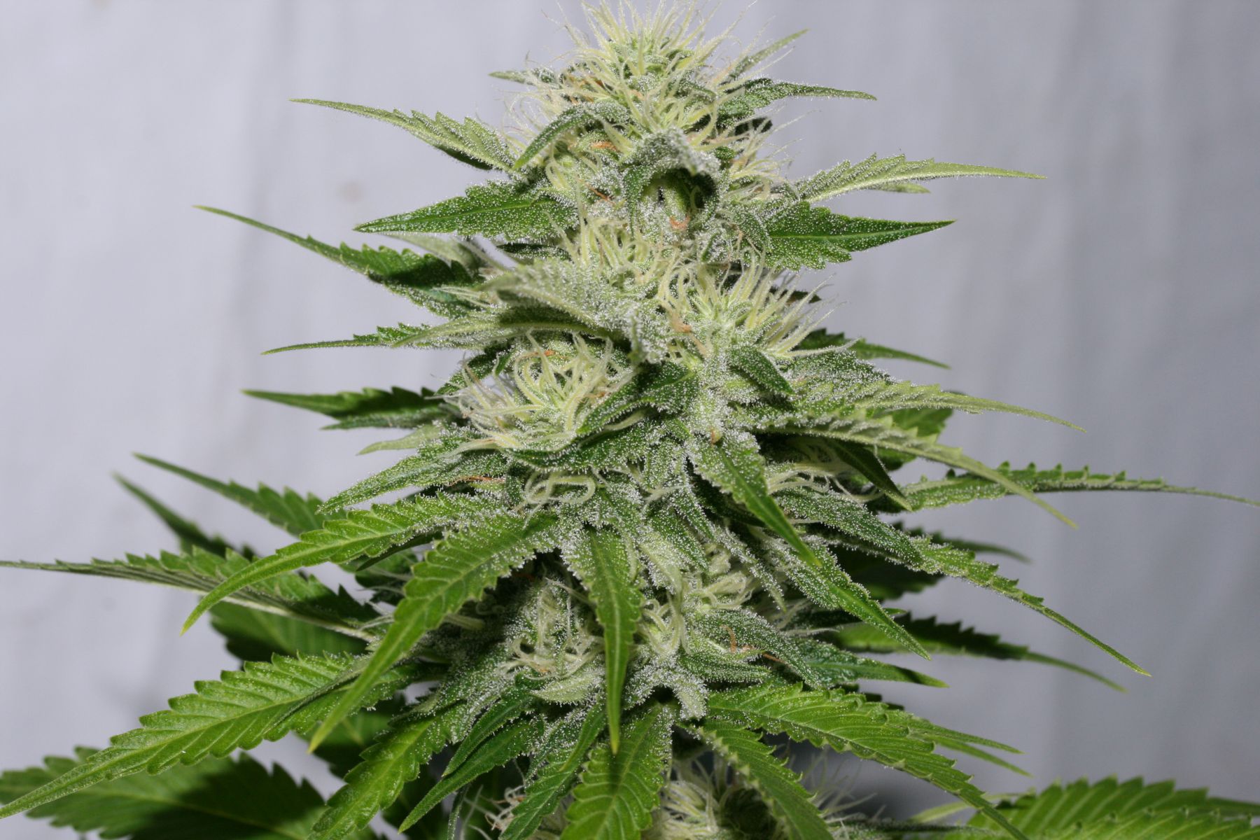 Victory Kush (9) pequeña.jpeg