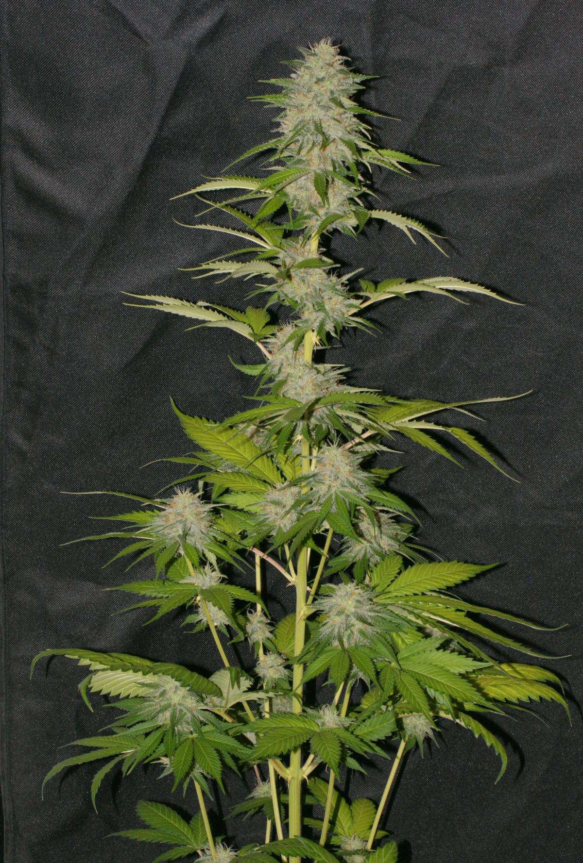 Victory Kush (10) pequeña.jpg